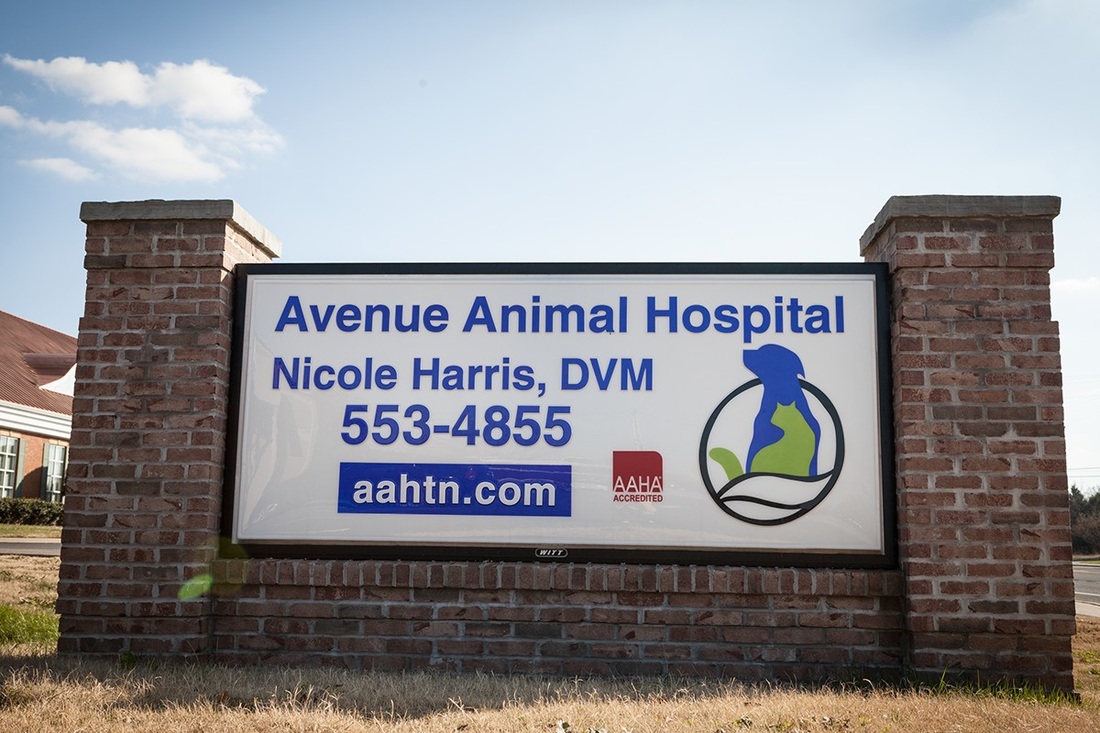 Avenue Animal Hospital - Home